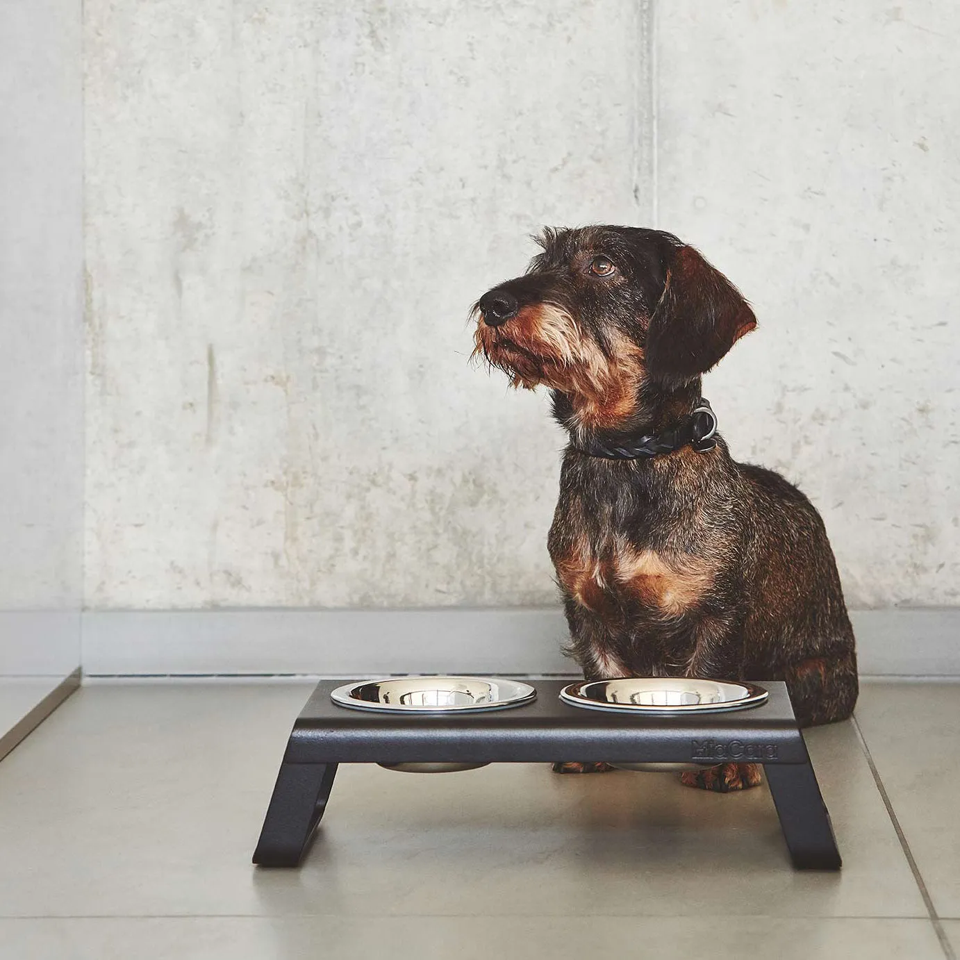 Bergamo Dog Collar