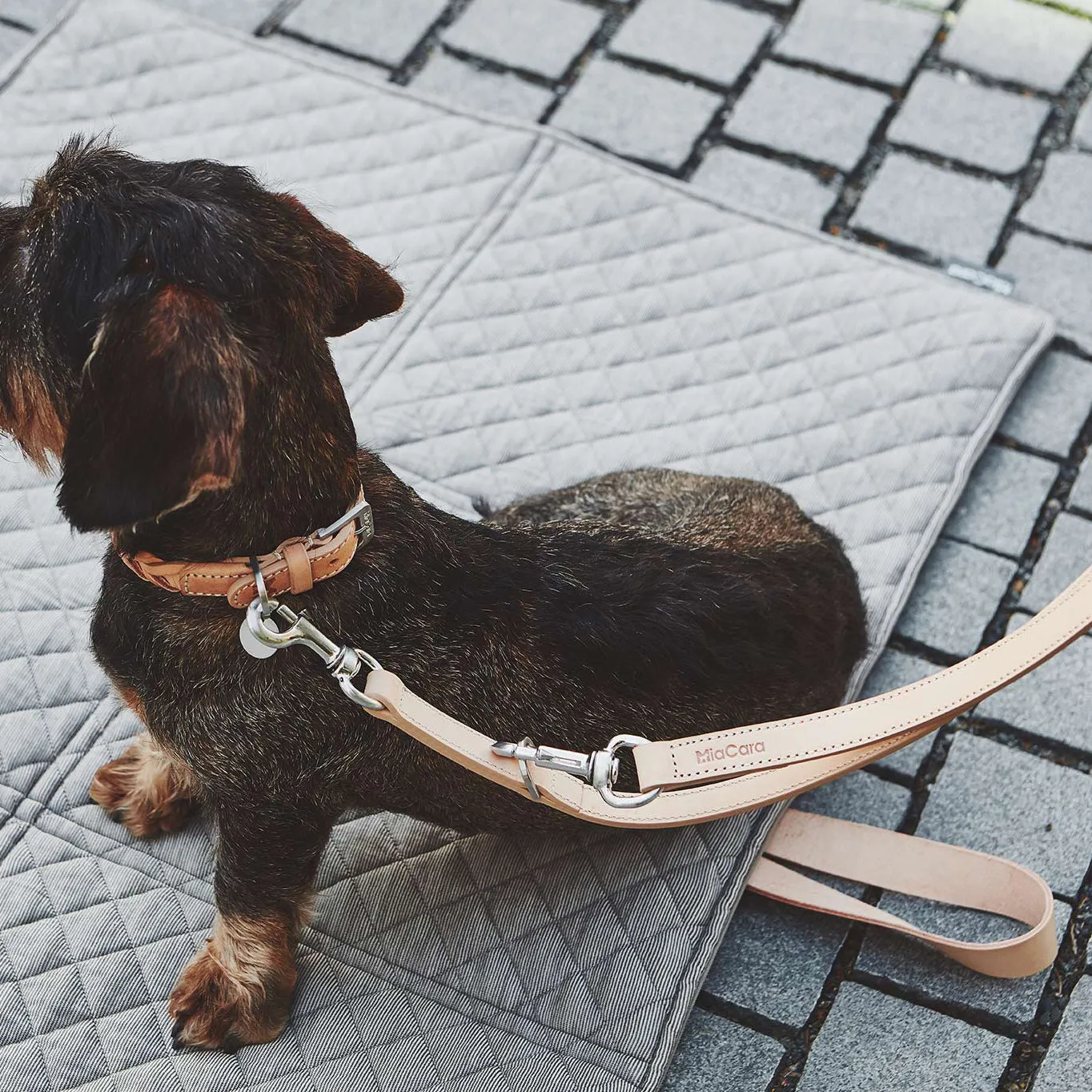 Bergamo Dog Collar