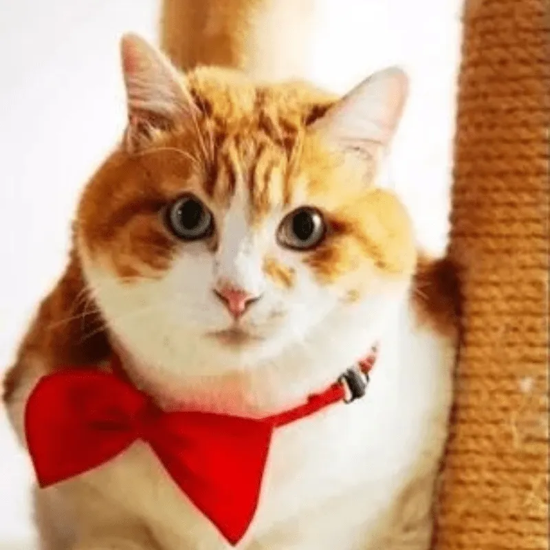 Pet Bowtie Collar Stylish and Adjustable Fashion for Dogs